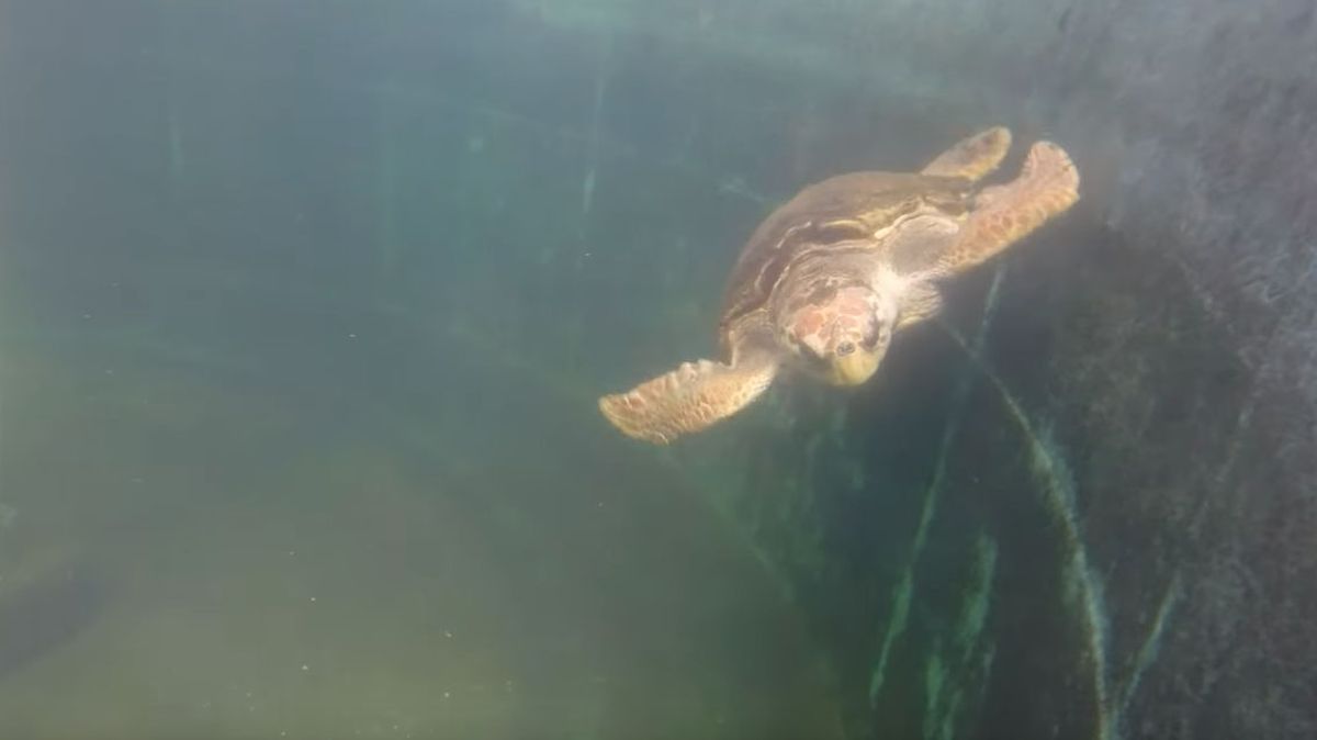 El tortugo Jorge avanza según lo previsto y aseguraron que sigue bien orientado hacia Brasil.