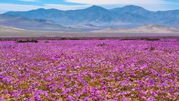 La lluvia transforma el desierto más seco del planeta Tierra en un mar de flores después de 10 años La lluvia transforma el desierto más seco del planeta Tierra en un mar de flores después de 10 años