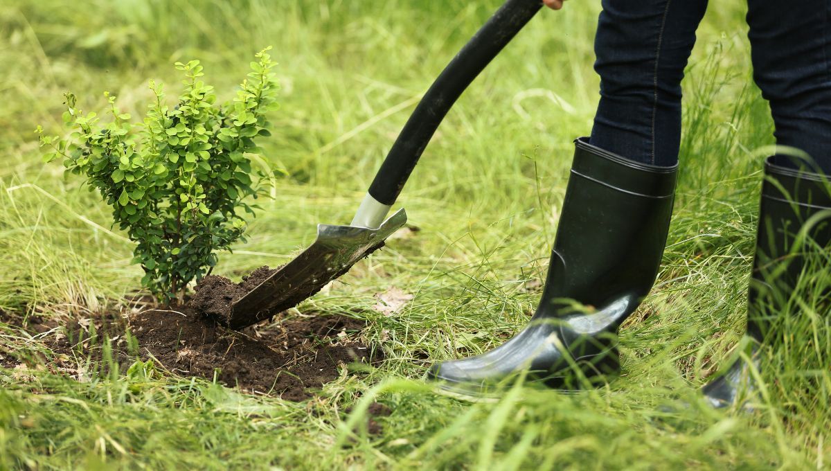 Plantar árboles. Plantar árboles.