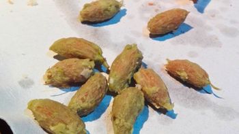 Si tenés carozos de aceituna en tu casa, tenés un tesoro en tus manos: por qué y cómo reutilizarlos Si tenés carozos de aceituna en tu casa, tenés un tesoro en tus manos: por qué y cómo reutilizarlos