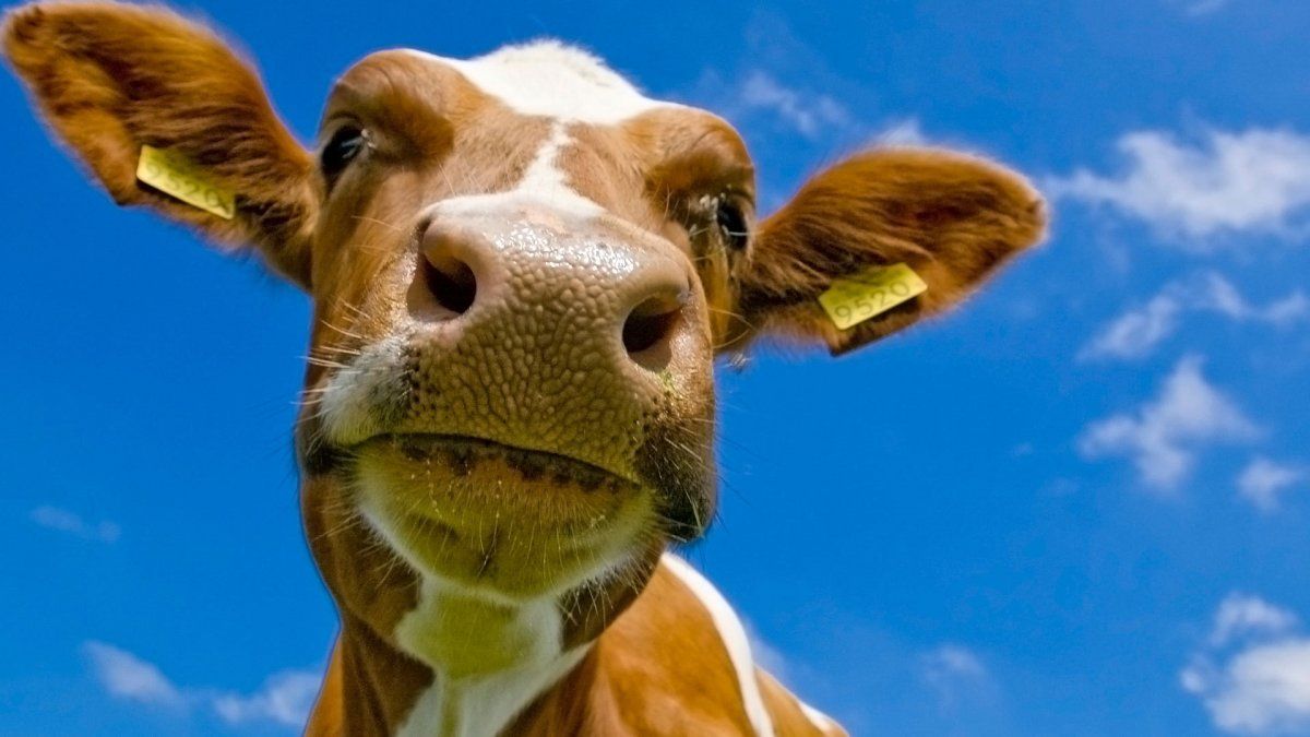 Buscan a una vaca fugitiva en Alemania que huyó cuando la iban a sacrificar