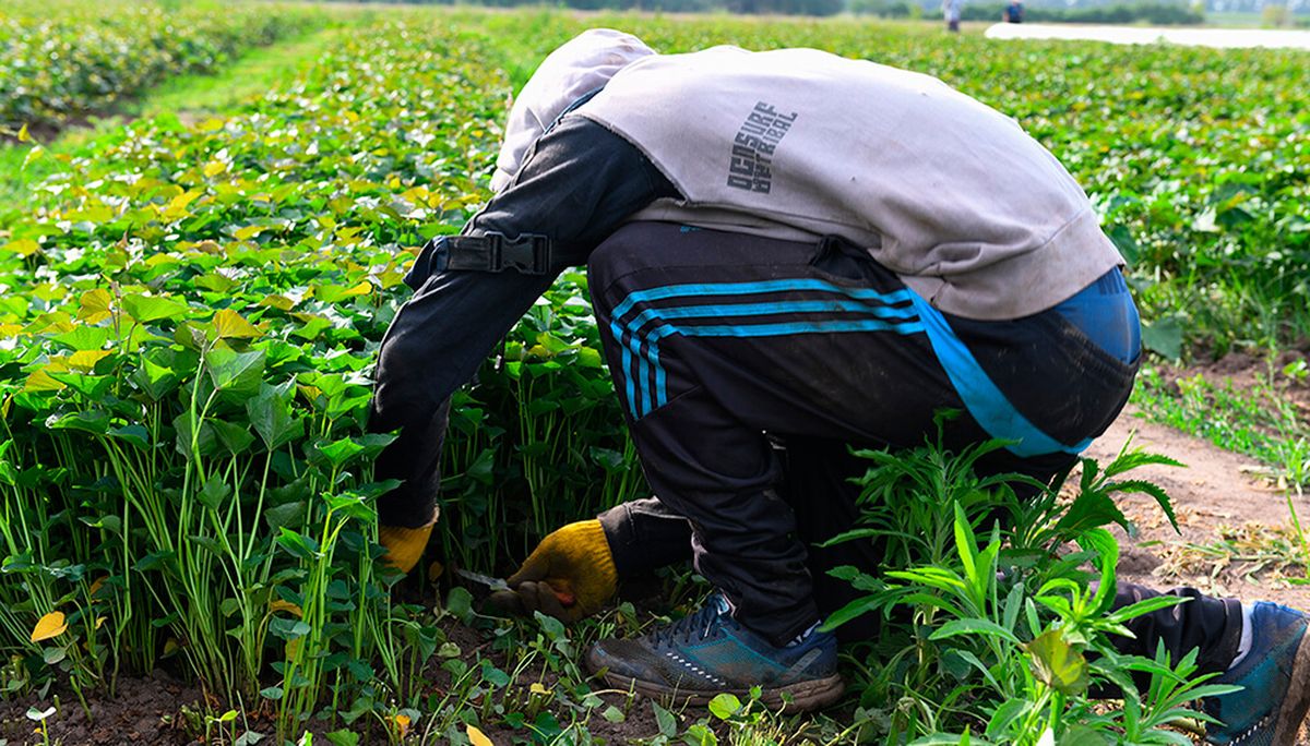 Trabajadores rurales. Trabajadores rurales.