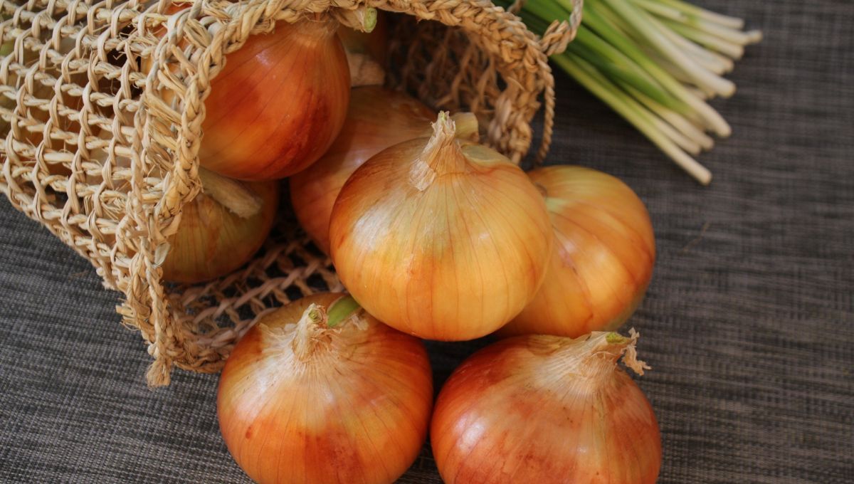 Las cebollas deben almacenarse en un sitio con buena circulación de aire. Las cebollas deben almacenarse en un sitio con buena circulación de aire. 