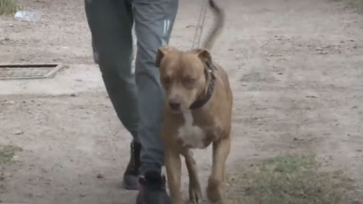 El perro vive en una casa vecina a la de los niños, y su dueño lo mostró al móvil de El Siete y explicó que nunca sale de la propiedad y que se trata de un animal tranquilo. El perro vive en una casa vecina a la de los niños, y su dueño lo mostró al móvil de El Siete y explicó que nunca sale de la propiedad y que se trata de un animal tranquilo.