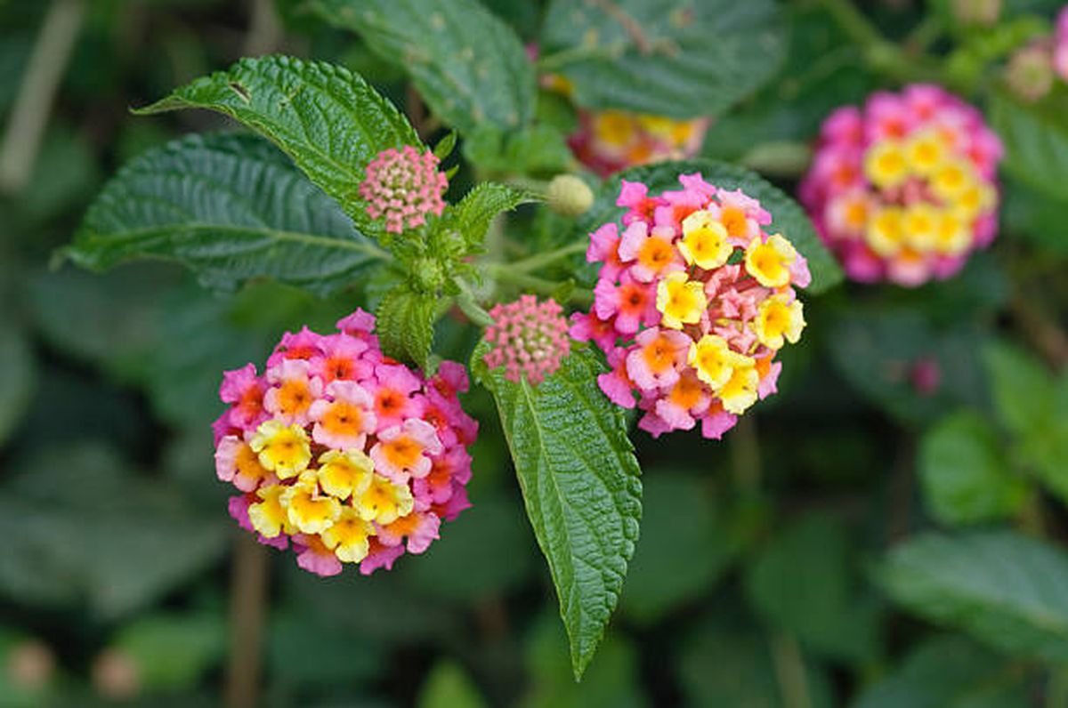 Por qué debes tener una lantana en el jardín. Por qué debes tener una lantana en el jardín.