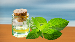 Cómo cuidar tu planta de menta para que crezca fuerte