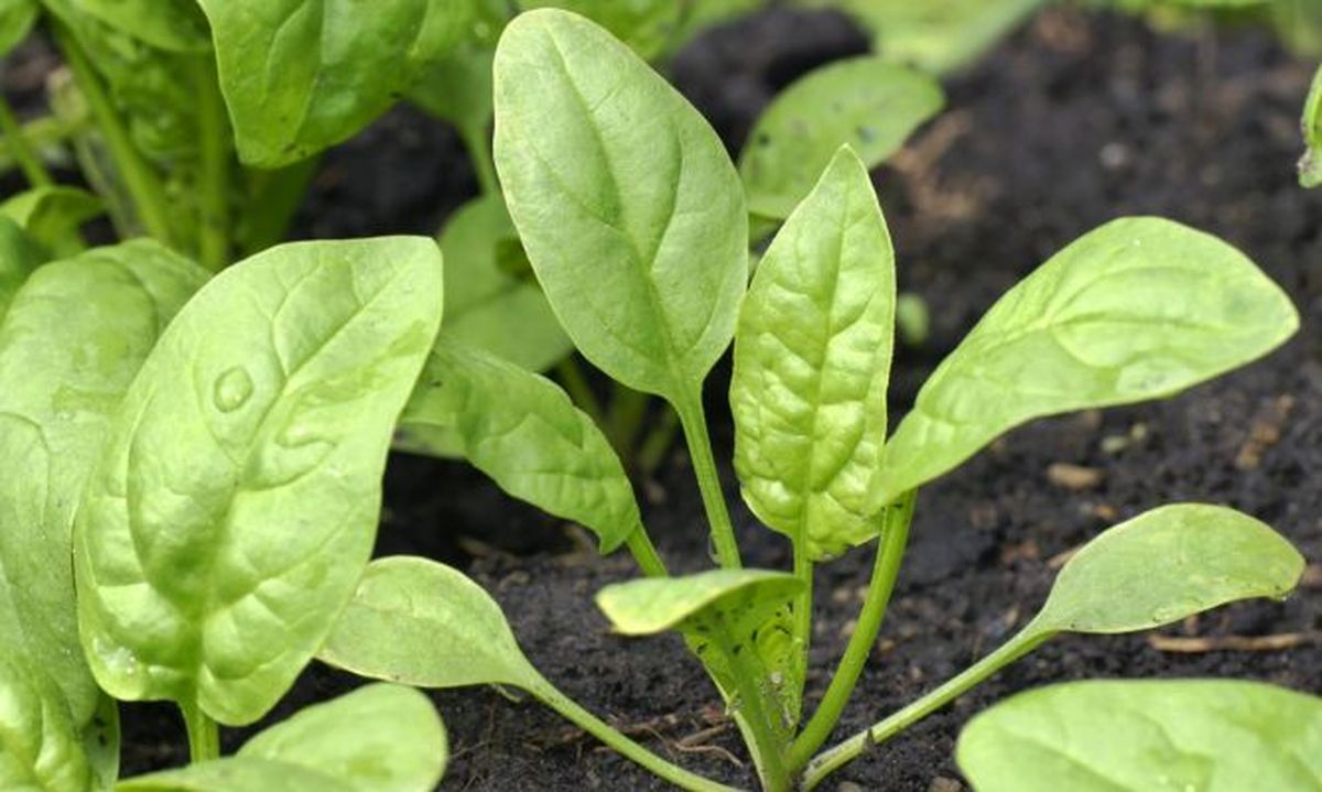 Cultivar espinaca en el jardín nos asegura las mejores ensaladas. Cultivar espinaca en el jardín nos asegura las mejores ensaladas.