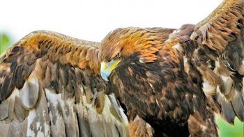 Un águila real se lanzó sobre una niña de 8 años y la retuvo en el suelo