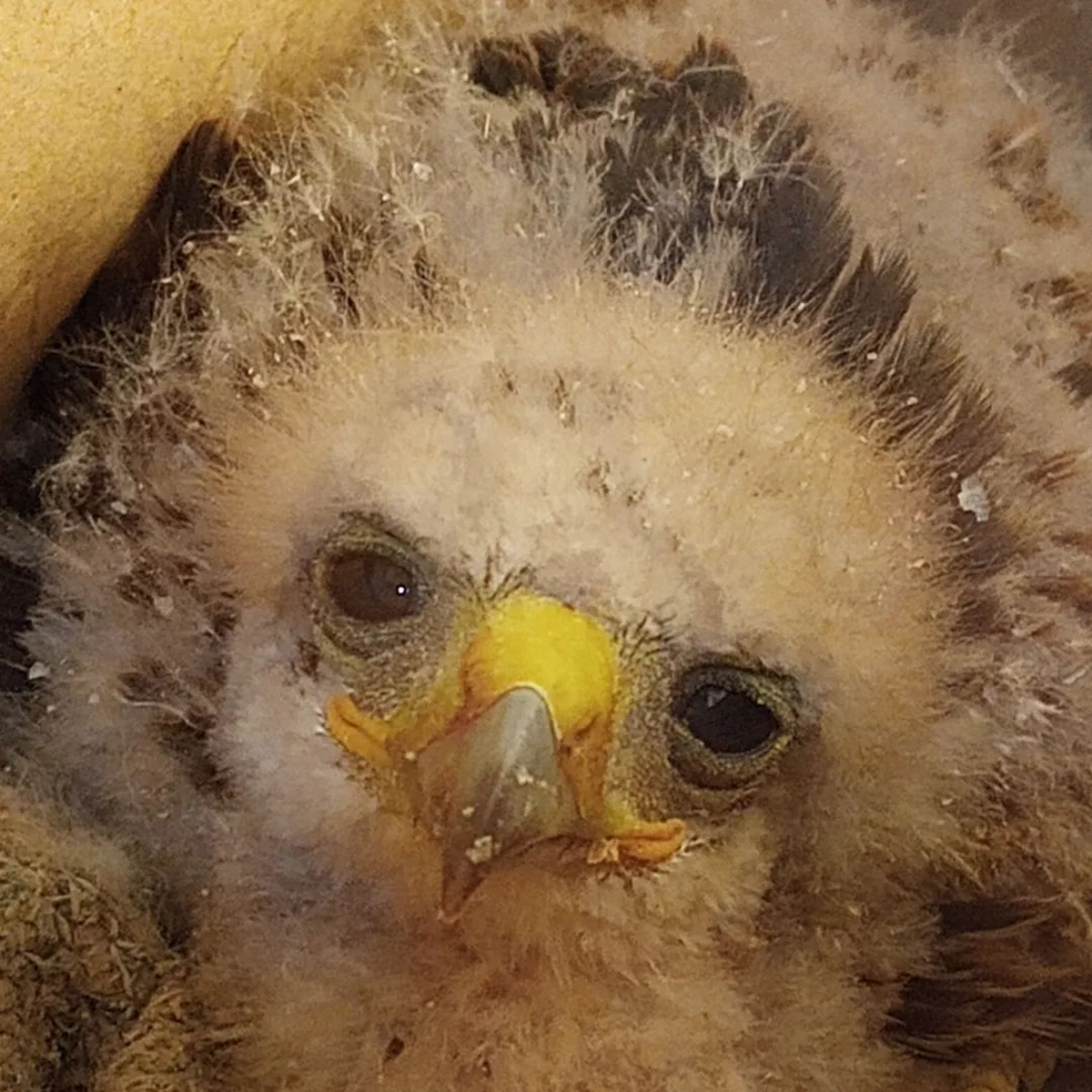 El pichón está en buen estado de salud y quedó aislado en un sector de la Fundación Cullunche para que no se acostumbre a las personas y pueda ser liberado. El pichón está en buen estado de salud y quedó aislado en un sector de la Fundación Cullunche para que no se acostumbre a las personas y pueda ser liberado.