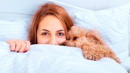 Debes evitar el compartir la cama con tu perro. Debes evitar el compartir la cama con tu perro.