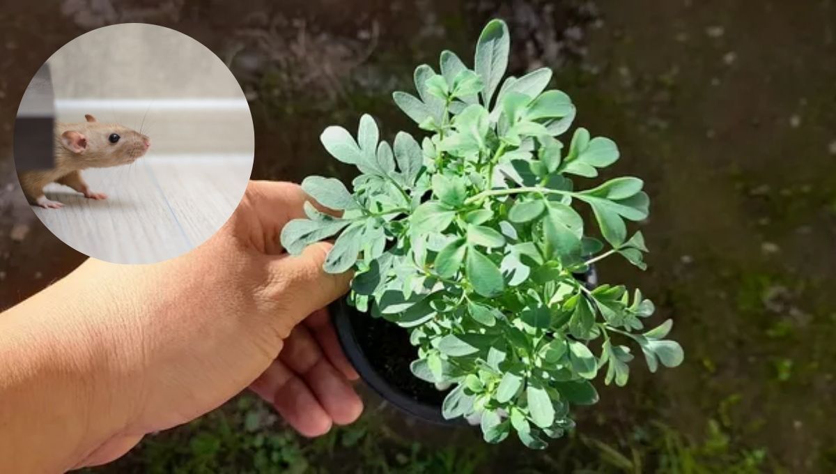 La planta de ruda puede ser efectiva contra las ratas.&nbsp;
