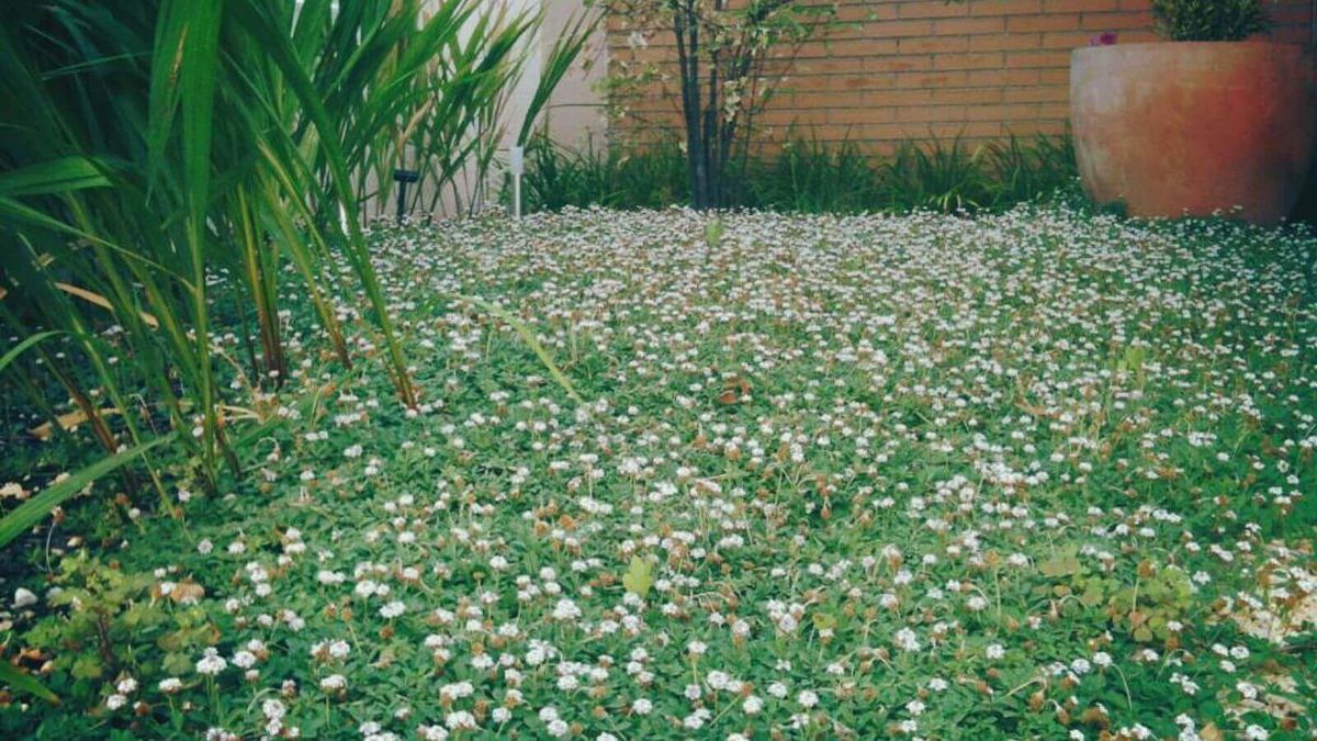 Dile adiós al césped: la alternativa casera y económica que es tendencia en jardinería Dile adiós al césped: la alternativa casera y económica que es tendencia en jardinería