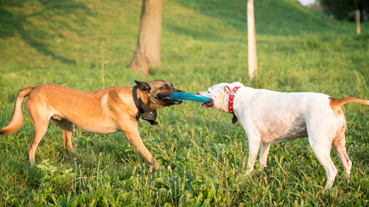 Mascotas: Cómo saber si dos perros están jugando o peleando