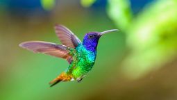 Colibrí, jardín, picaflor