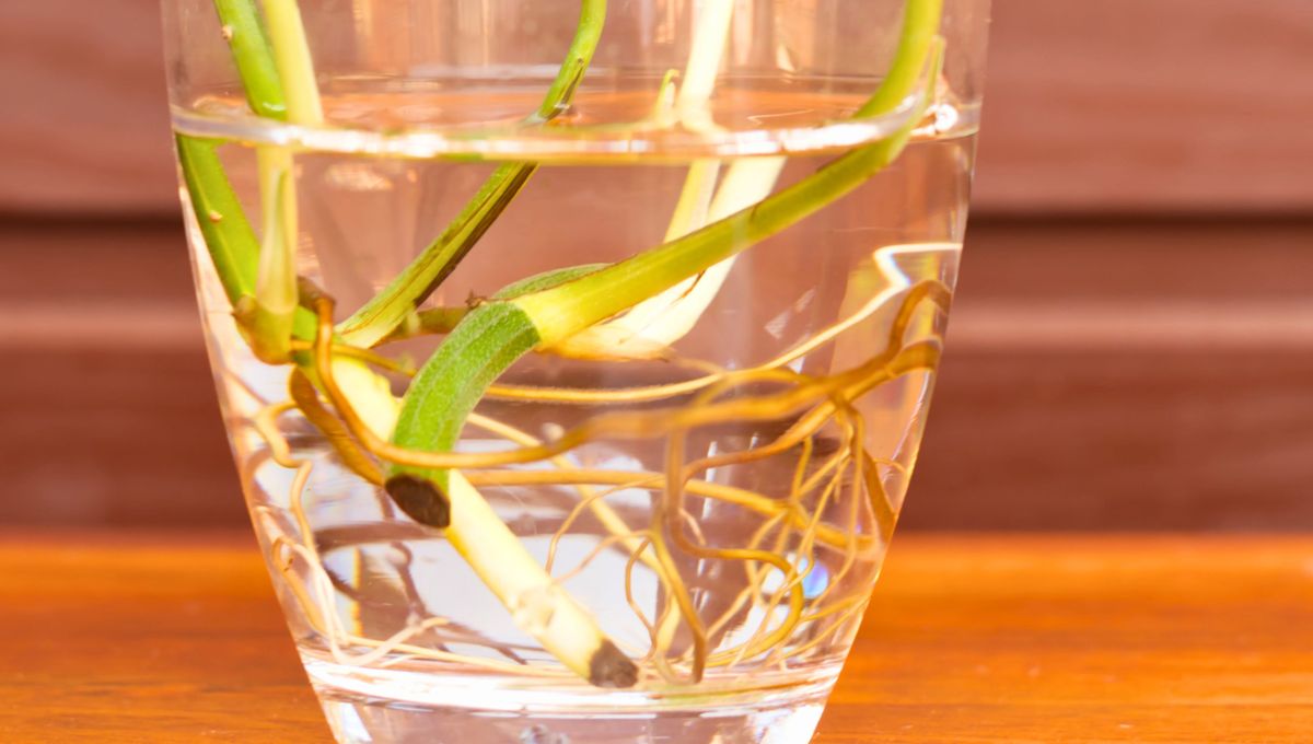 Es importante asegurarte de que tu planta se pueda cultivar en agua antes de colocarla. Es importante asegurarte de que tu planta se pueda cultivar en agua antes de colocarla. 