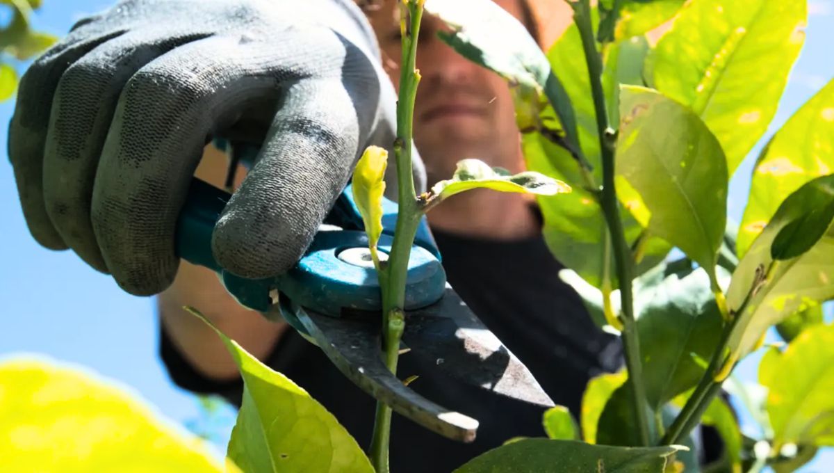 El árbol limonero debe ser podado una vez al año