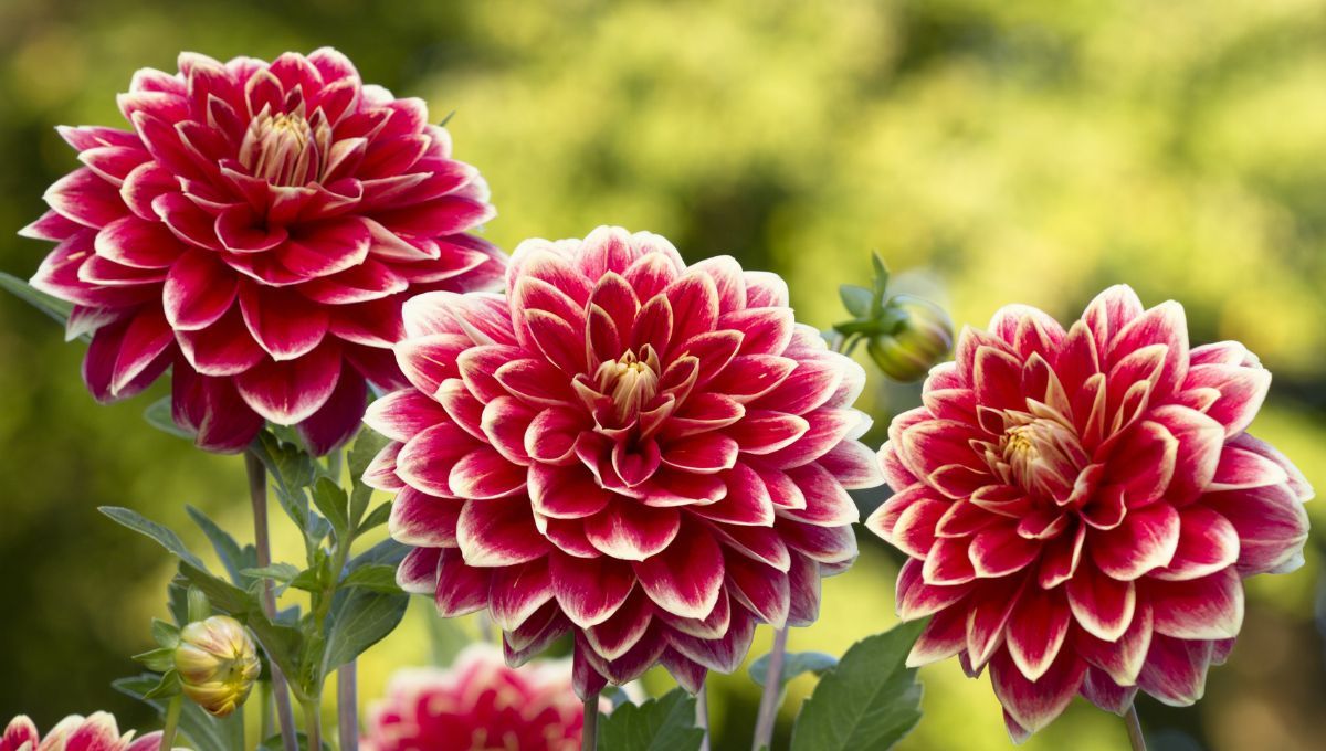 Dalia: cómo conseguir que esta planta florezca en otoño y llene de color la casa