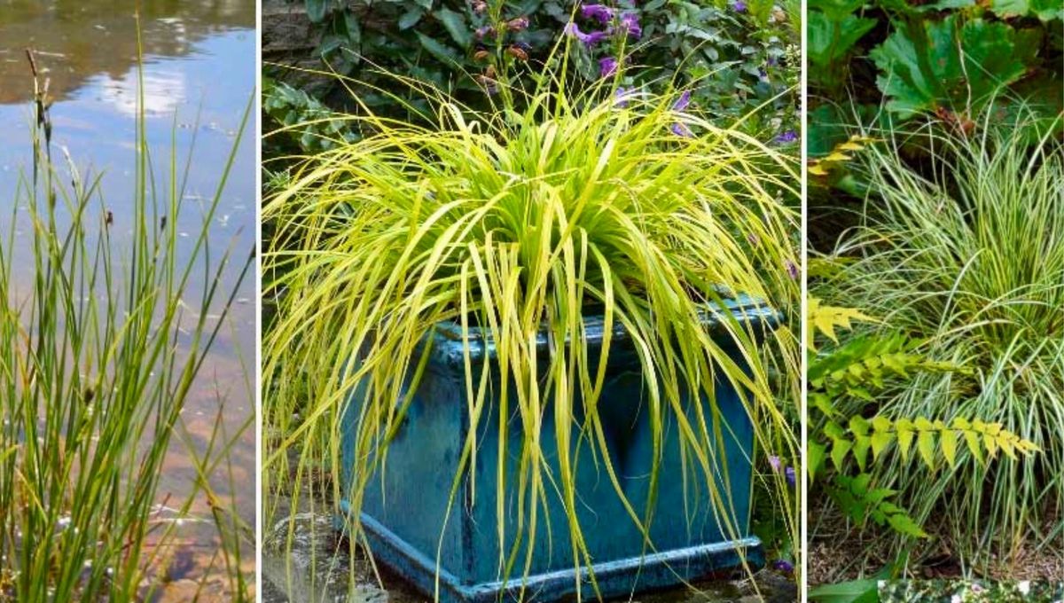 Esta planta funciona de 10 contra el barro y es muy elegante para decorar tu jardín. Foto Promesse de Fleurs Esta planta funciona de 10 contra el barro y es muy elegante para decorar tu jardín. Foto Promesse de Fleurs