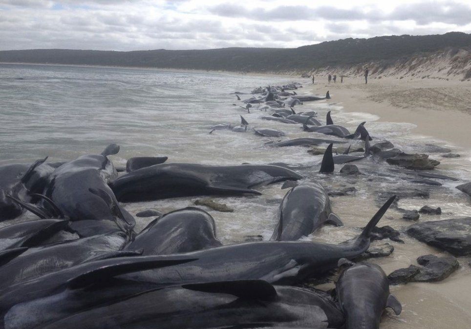 Solo sobreviven seis de más de 150 ballenas varadas en Australia