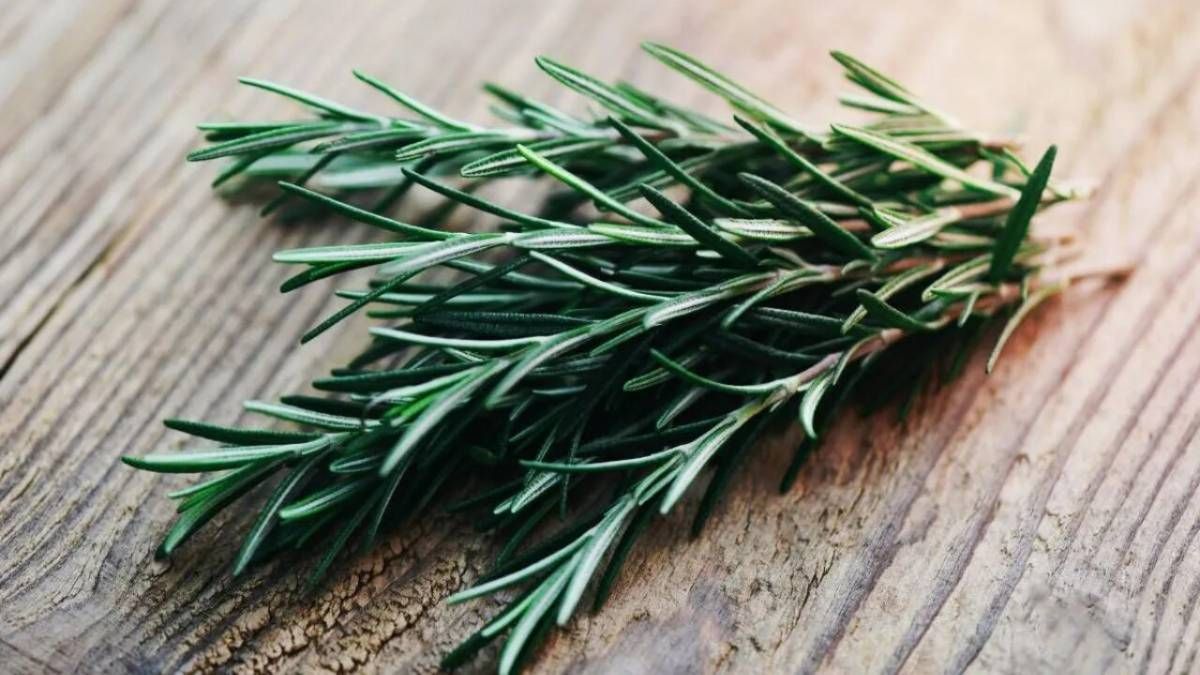 Dónde ubicar tu planta de romero para atraer dinero según el Feng Shui