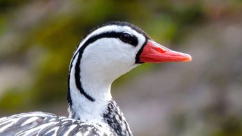 El ave acuática que se puede ver en el Parque Provincial Aconcagua y en pocos lugares más