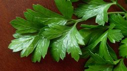 Grandes beneficios. El perejil sería recomendable en pacientes con diabetes de tipo 2. Grandes beneficios. El perejil sería recomendable en pacientes con diabetes de tipo 2.