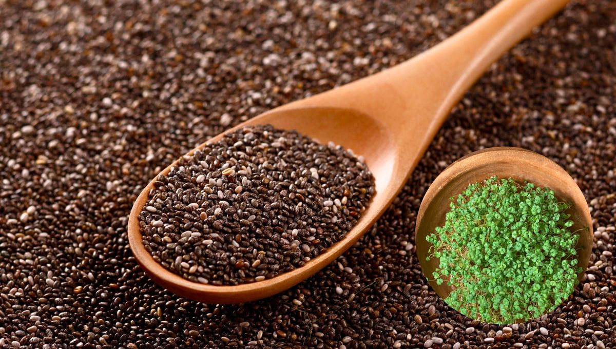 Las semillas de chía no solo son buenas para la salud, también son excelentes en jardinería. Las semillas de chía no solo son buenas para la salud, también son excelentes en jardinería.