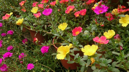 La planta suculenta que tiene flores los 356 días del año y requiere pocos cuidados. Imagen de Freepik.