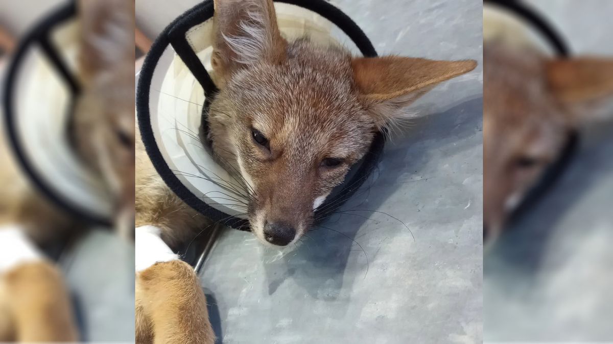 Un zorrito atropellado que fue atendido en la Fundación Cullunche. Un zorrito atropellado que fue atendido en la Fundación Cullunche.