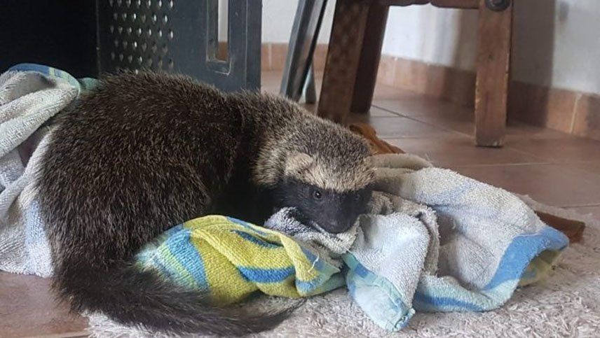 Un extraño ejemplar de hurón fue atropellado en Mendoza; se recuperó y pudo ser liberado