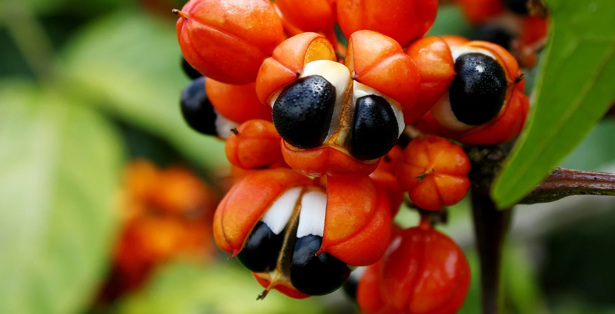 Mate rico y saludable. La poderosa planta que si le agregas al mate te da energía y concentración. Mate rico y saludable. La poderosa planta que si le agregas al mate te da energía y concentración.