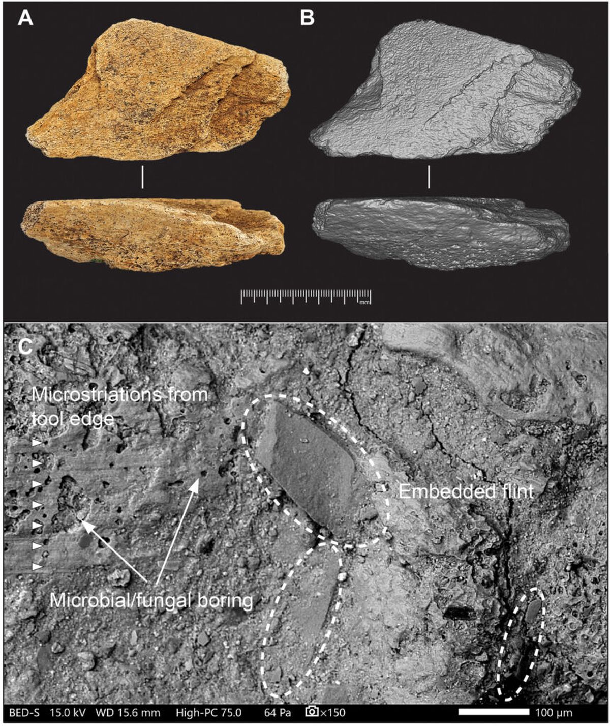 El descubrimiento fue estudiado minuciosamente.