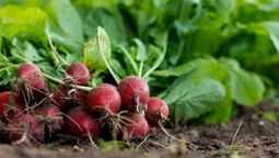 Es una de las verduras con más vitaminas, fortalece el sistema inmunológico y ayuda al hígado y la vesícula