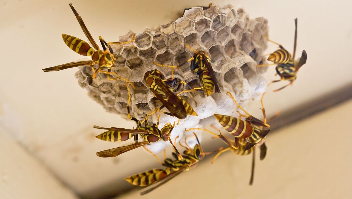 Chau plaga de avispas en el hogar