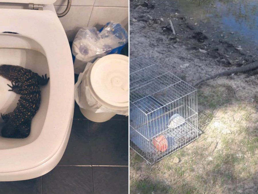 Lagarto. Un video muestra cómo un reptil se metió en el inodoro.