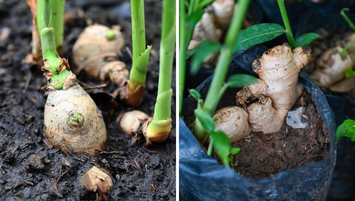 Jengibre: cómo cultivar esta planta en casa y que se pueda florecer