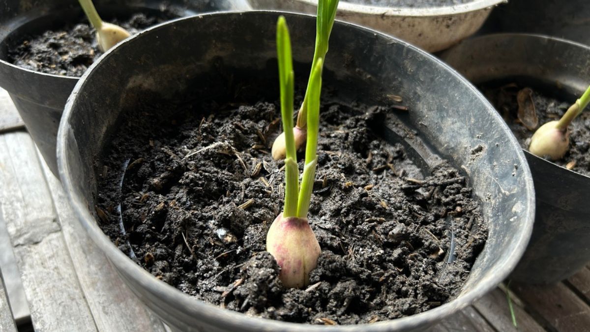 Aprendé a cultivar tus ajos en maceta.