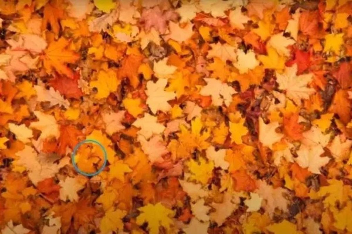 Sólo un GENIO con vista de HALCÓN puede encontrar la MARIPOSA OCULTA en