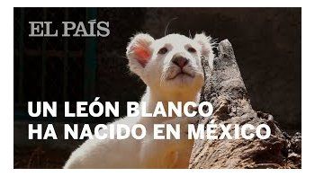 Nació el primer león blanco en cautiverio en México