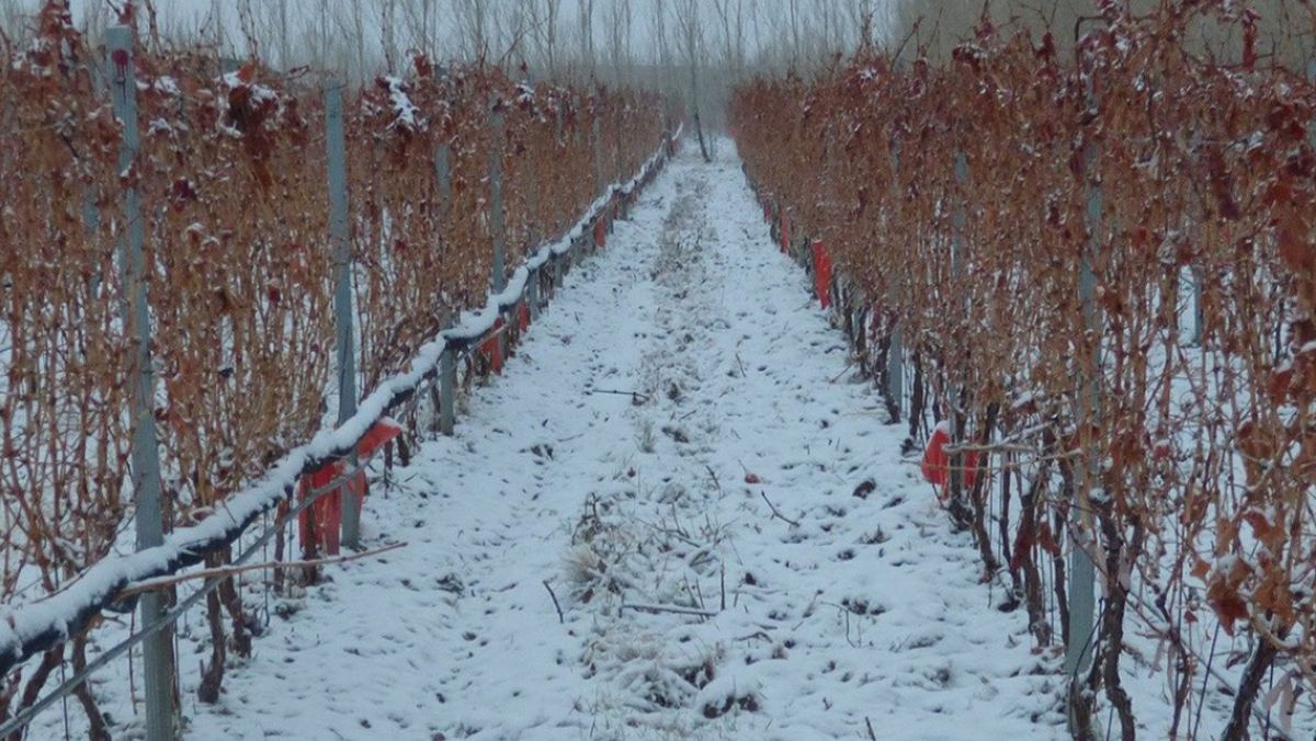 Así se trabaja en la bodega Otronia, en plena Patagonia chubutense, donde los inviernos superan los 10 grados bajo cero. Así se trabaja en la bodega Otronia, en plena Patagonia chubutense, donde los inviernos superan los 10 grados bajo cero.