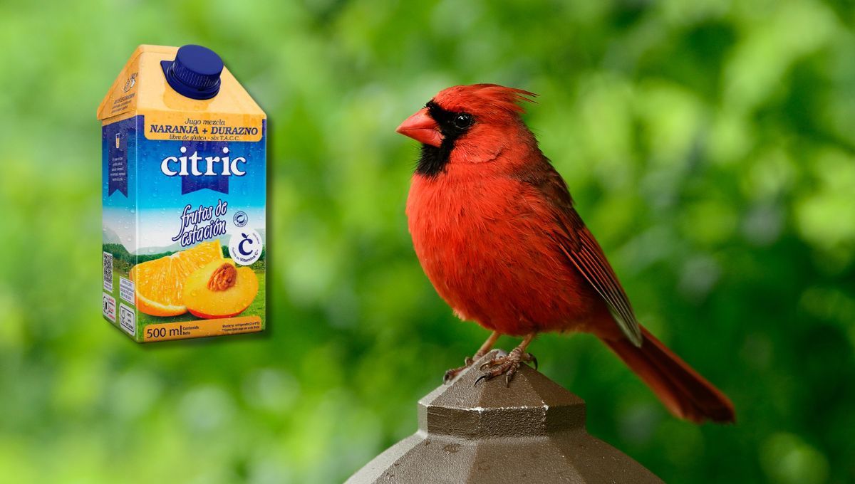 Usando las cajas de jugo, aprendé a hacer una hermosa casa para los pájaros del jardín