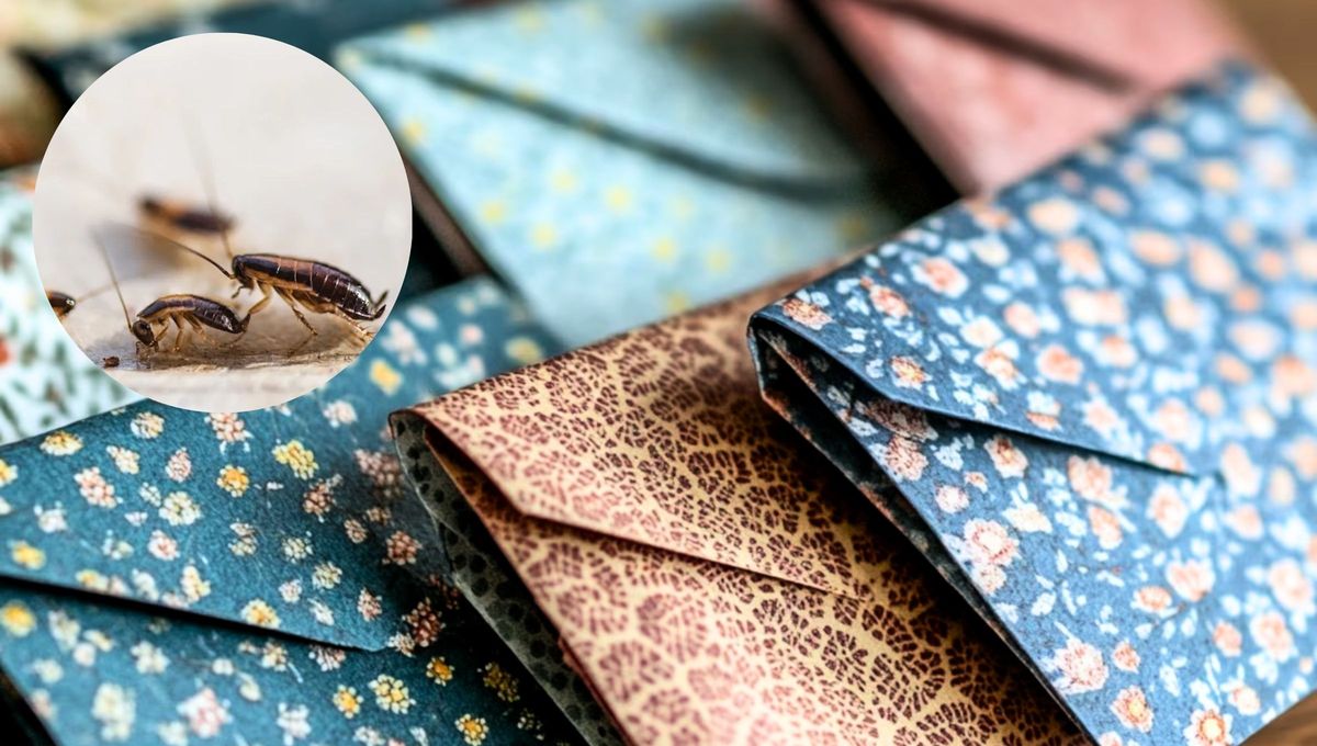 Cómo repeler a las cucarachas en casa y utilizando papel de regalo: trampa casera efectiva