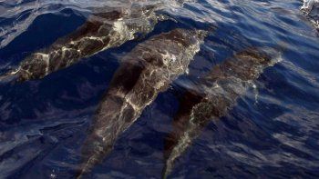Entre febrero y junio murieron más de 270 delfines en el Golfo de México