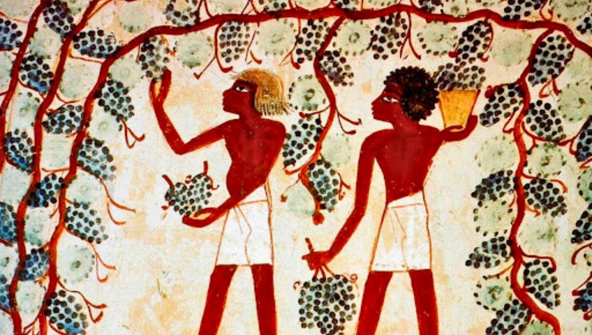 Una de las bebidas más antiguas de la historia. Una de las bebidas más antiguas de la historia.