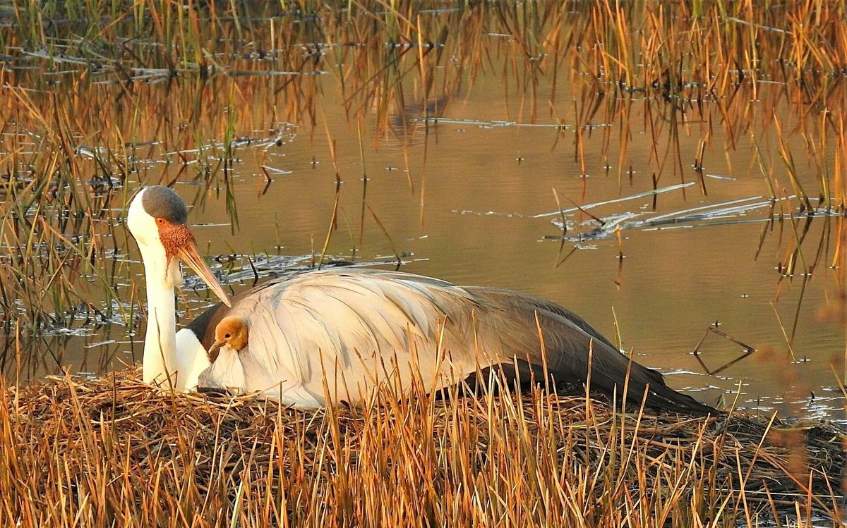 Los esfuerzos de conservación de esta ave están dando sus frutos. Los esfuerzos de conservación de esta ave están dando sus frutos.