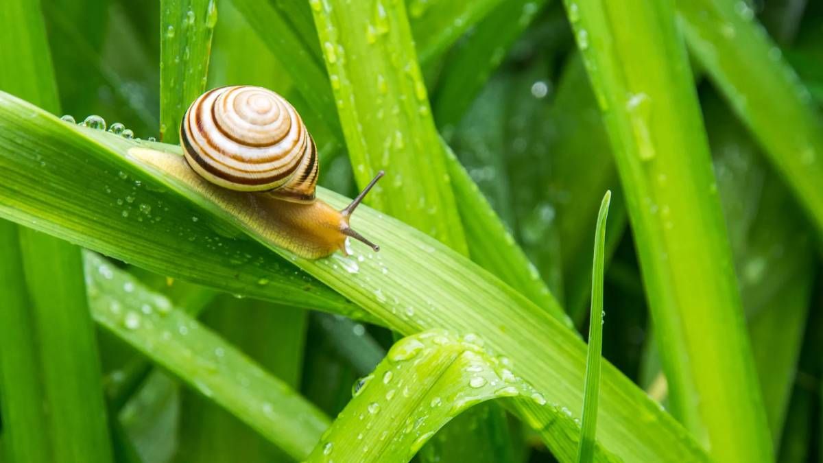 Cómo terminar con la plaga de caracoles en tus plantas del jardín