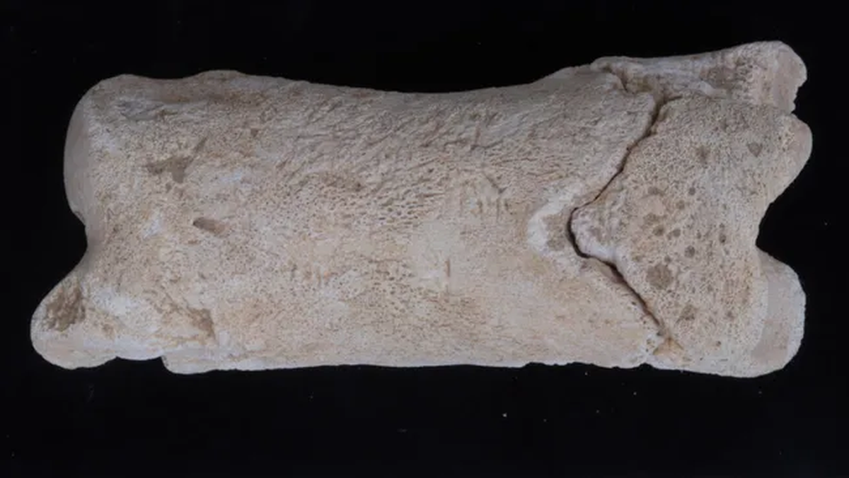 El milenario descubrimiento sorprendió a los arqueólogos y reveló prácticas antiguas en Egipto. El milenario descubrimiento sorprendió a los arqueólogos y reveló prácticas antiguas en Egipto.