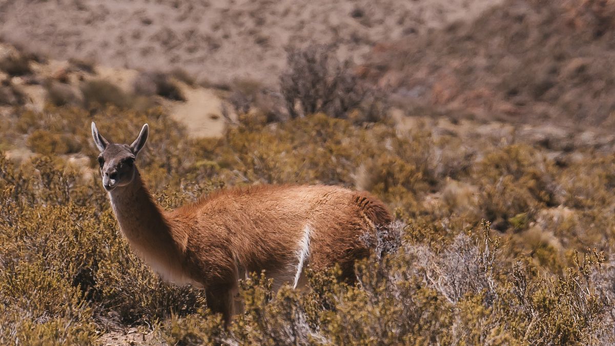 Fauna de la reserva Villavicencio. Fauna de la reserva Villavicencio.