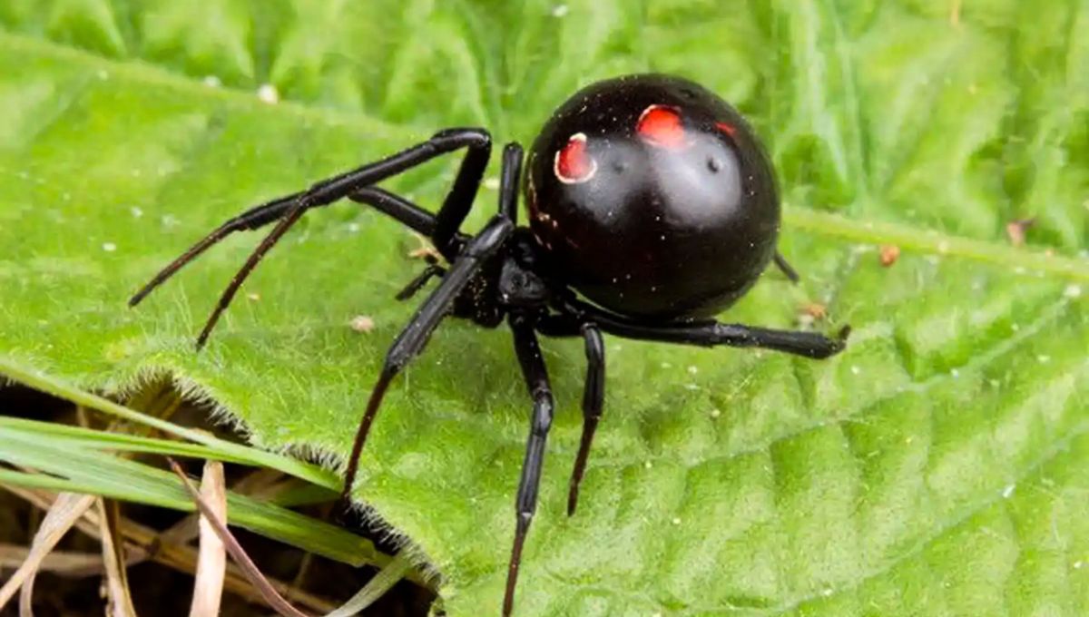 La viuda negra utiliza una particular estrategia para atraer a su ejemplar macho.