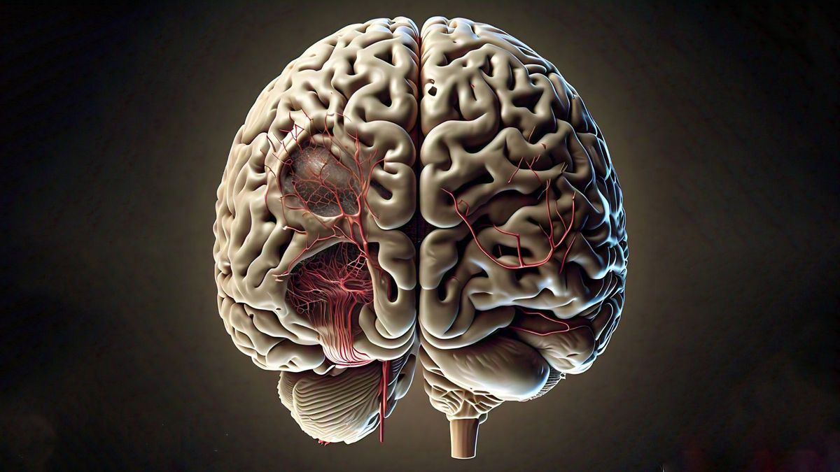 Correr regularmente incrementa el número de nuevas neuronas en adultos y mejora la integración de células presinápticas subcorticales en las redes neuronales. Correr regularmente incrementa el número de nuevas neuronas en adultos y mejora la integración de células presinápticas subcorticales en las redes neuronales.